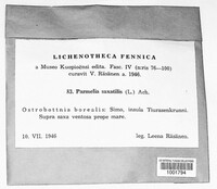 Parmelia saxatilis image